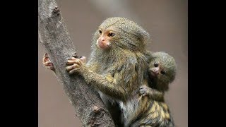 Pygmy Marmosets in the Wild [upl. by Israel]