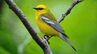 Bluewinged Warbler Portrait [upl. by Jobi]