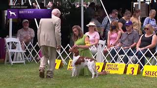 Brittanys  Breed Judging 2021 [upl. by Ilaire]