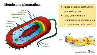 Generalidades de bacteriología [upl. by Eylatan480]