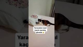 Sen onu nereden buldun da yakaladın 🥹 duet catvideos cat cute [upl. by Aksel937]