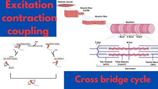 Skeletal Muscle Structure  BRS Physiology  Excitation contraction coupling in skeletal muscle [upl. by Artur]