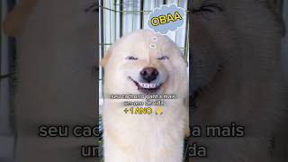 DICAS PRA VOCÊ NÃO ESTRAGAR O SEU CACHORRO 🐕 [upl. by Masha]