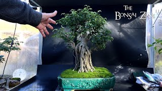 Working on the FrankenFicus The Bonsai Zone Nov 2024 [upl. by Edwina]