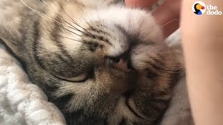 Cat Purring Has To Be The Most Relaxing Sound Ever  The Dodo [upl. by Timoteo]