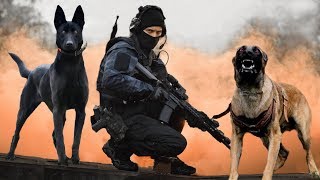 These Are 10 Ultimate Military And Police Dog Breeds [upl. by Regdor]