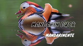 Beautiful Mandarin Duck Drake [upl. by Aiket790]