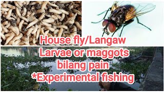 House fly langaw larvae or maggots bilang pain Experimental fishing maggots fishing tilapia [upl. by Hjerpe]