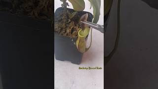 Feeding my Nepenthes a slug 🐌 nepenthesplant pitcherplants carnivorousplants nepenthes [upl. by Neelasor]