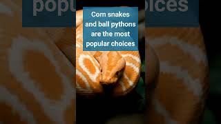 Best Pet Snakes for Beginners Plus Care Tips [upl. by Stevana]