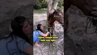 ÉGUA LINDA RESGATADA TERESINA MOMENTO EMOCIONANTE CURIOSIDADES curiosidades resgateanimal horse [upl. by Ennagrom]