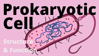 Structure and Function of a Prokaryotic Cell Bacteria [upl. by Ahsimek]