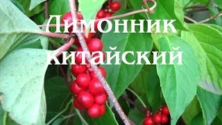 Лимонник китайский Почему я выращиваю [upl. by Lorrimor]