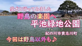 愛犬と行ってみました「平池緑地公園」紀の川市貴志川町  野鳥以外の生物♪ [upl. by Eneleahs882]