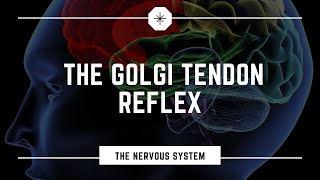 What is the Golgi Tendon Reflex [upl. by Agnese222]