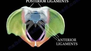 Anatomy Of The Pelvis  Everything You Need To Know  Dr Nabil Ebraheim [upl. by Claribel]