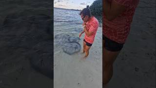 Petting stingray on cayecaulker belize [upl. by Lancaster]