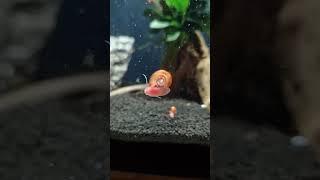 Ich mag meine kleine Schnecke spassposthornschneckeaquariumsnail [upl. by Ecinehs]