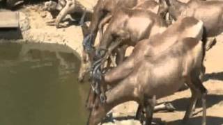 Kassandara Hunting and Guestfarm Namibia Africa [upl. by Romonda]