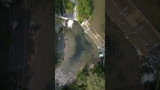 Salmon Run 2024Fish Ladder  Bowmanville Ontario [upl. by Etterraj756]