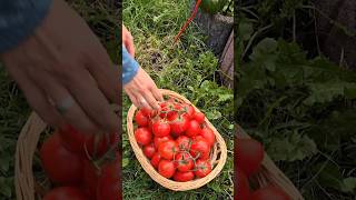 Tomatensauce Einkochen einkochen krisenvorsorge [upl. by Ardnikat575]