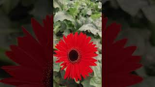 Gerbera flower plant youtubeshorts viralvideo video [upl. by Animor]