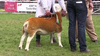 Royal Welsh Show 2017 Interbreed sheep champion [upl. by Duggan]