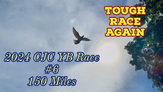 202419  CJC YB race 6 150 miles [upl. by Moll]