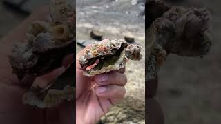 what’s barnacles removebarnacles seaturtlerescue barnacles short [upl. by Edme538]