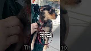 Guy Rescues Little Stray Dog Inside Dollar General  The Dodo [upl. by Nissie]