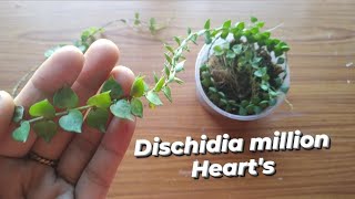 Dischidia Million heartsDischidia million hearts repottingd and carepotting mix [upl. by Eneryc559]