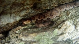 COPPERHEADS in Pennsylvania [upl. by Sherburne]