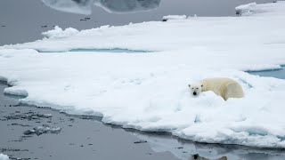 14Day Spectacular Svalbard amp Greenland [upl. by Elagibba]