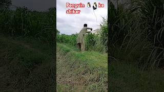 penguin🐧🐧 ka shikar farming farmer kidsvideo short farmar kasan Huntin rabbitanimals [upl. by Richara]