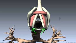 Larynx  Ligaments Membranes Vocal Cords  3D Anatomy Tutorial [upl. by Hildagard]