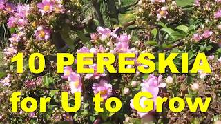 The Plant Traveller 10 Pereskia Species to Grow orapronobis [upl. by Lednik]