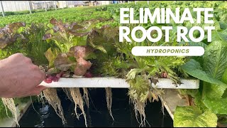 How We Deal with Root Rot [upl. by Naujud]