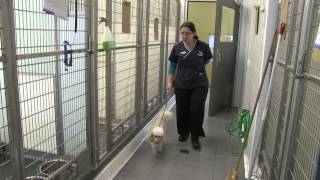 Sydney Animal Hospitals  Dog Boarding Facilities [upl. by Allister]