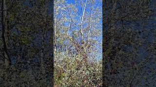 🎶Silver birch twinkles in the breeze nature shortsfeed [upl. by Edmonda]