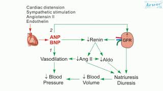 atrial natriuretic peptide [upl. by Atekan163]