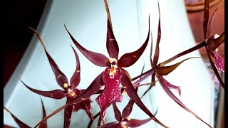 Eight Interesting Orchids [upl. by Cyril]