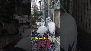 Andra Pair andhrapigeon andra pigeon madrasi Kabootar [upl. by Ulphi]