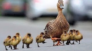 Funny Ducklings Following Mother DucksMother Geese Ducks Leading Their Ducklings For Grazing [upl. by Noired639]