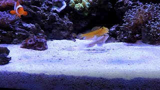 Watchman Goby Spotlight including Fight Sequence [upl. by Ambros]