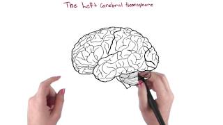 Cerebral hemispheres  Intro to Psychology [upl. by Gustafson]