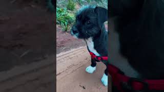 Pups’ First Morning Walk puppy piracicaba brazil [upl. by Hollis]