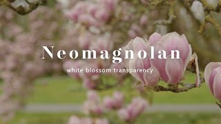 Neomagnolan  white blossom transparency [upl. by Otineb]