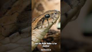 Common Night Adder  One Minute Wildlife [upl. by Eelyah]