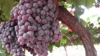 Managing Botrytis in the vineyard [upl. by Belsky919]