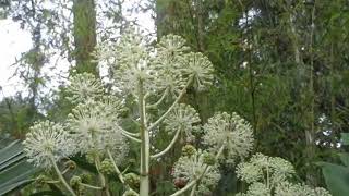 Fatsia Japonica  Blossoms That Hummingbirds Love [upl. by Anilram]